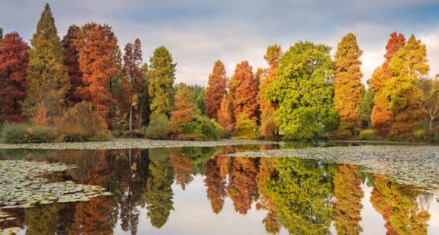 Autumn Colours at Bedgebury Pinetum and Forest, 1066 Country, Credit David Jenner 